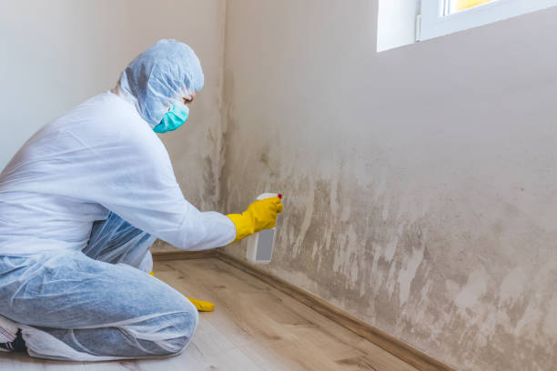 Licensed Black Mold Removal service in Florence, KY - WQB Mold Removal